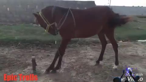 Horse Dance