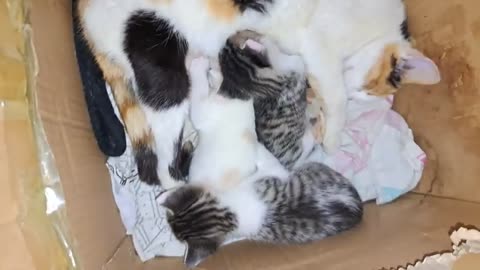 A mother cat is nursing her kittens 🥰