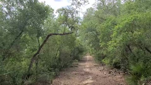 Florida Trail Hike--Eaton trail road N Across CR314 deep into vicious Ocala National Forest Video 2