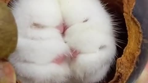 Cat Magic - Cute Cat Video