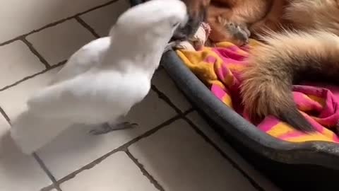 Viens jouer avec moi je suis un chien 😂😂