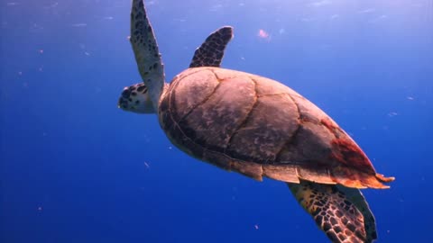 Sea Turtle Swimming in Ocean