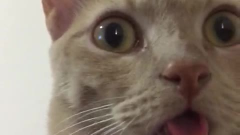 Cat Sticks its Tongue Out