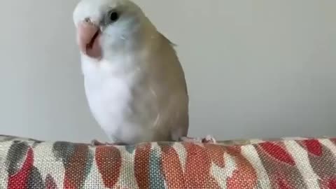 Check out this bird cuteness