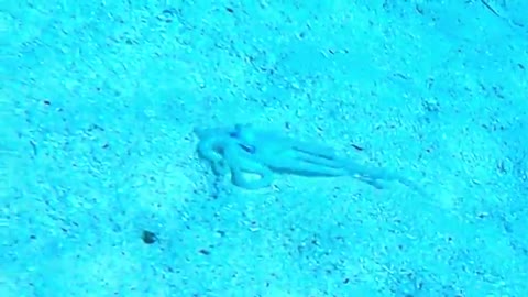 Scuba_divers_encounter_a_baby_octopus_in_Belize(360p).mp4
