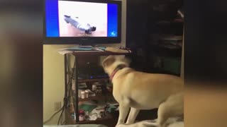 Dog Loves To Leap For TV
