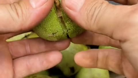 How Wallnut is harvested.