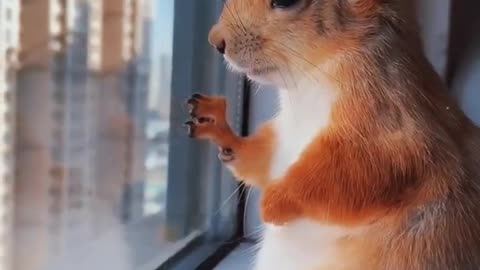 The squirrel looked out of the window thinking about something.
