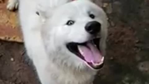 cute laughing white dog