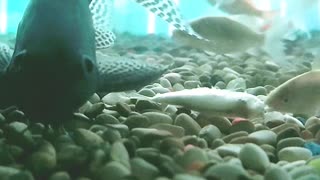 fish activity in the aquarium