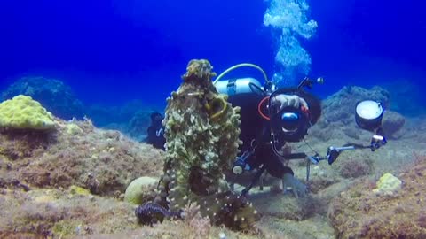 A Diver Taking Photos Of An Octopus Underwater