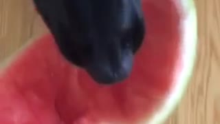 Black dog eating watermelon