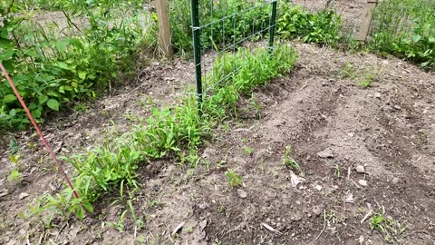 UPDATE on our GARDEN one week after REPLANTING
