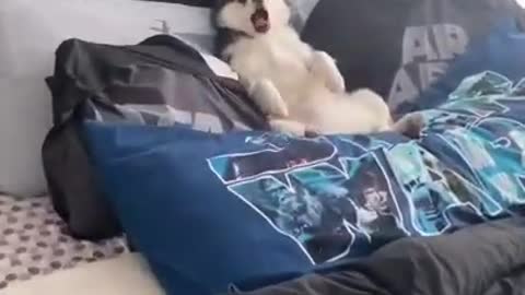Cute husky lying on bed