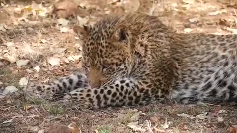 Big Mistake Eagle Provoked Baby Leopard And The Unexpected | Mother Leopard Fail To Save Her Baby