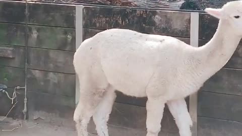 Peaceful alpaca