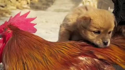 Cute moments between puppy and chicken!🥰