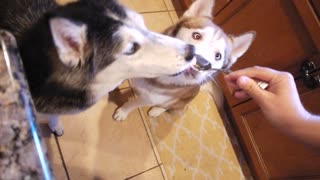 Cute Siberian Huskies eat Greek yogurt!