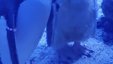 Pinguin Sea Life