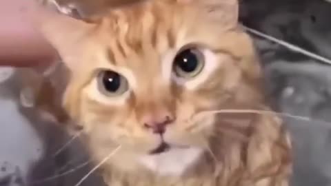 funniest cats 🤣 compilation check it ↘️ description real earning website ✅