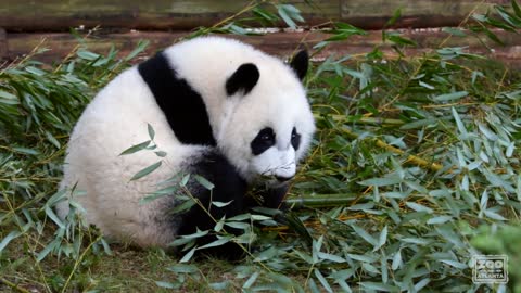 Panda Cubs Ya Lun and Xi Lun_ November 2017