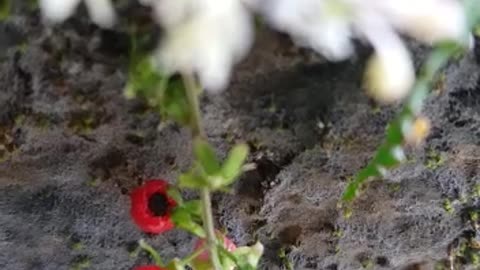 Ants Eating Plants.