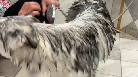 Funny pet dog bath video