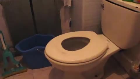 Teaching cat how to use toilet