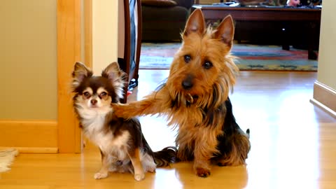 Terrier Immediately Gives Up Little Buddy Under Questioning