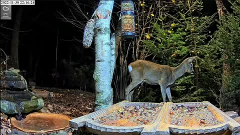 A Forest Nook for Birds and Wild Animals in Poland, November 30, 2022