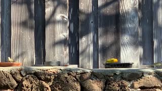 #Back Yard Birds Hawai’i Saffron Finch / Canary & Babies