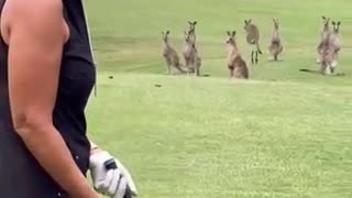Golfing in Australia with Kangaroo crowd