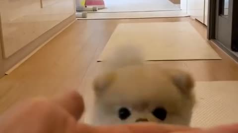 CUTE DOG