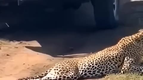 Leopard_s spine broken by lion _animals