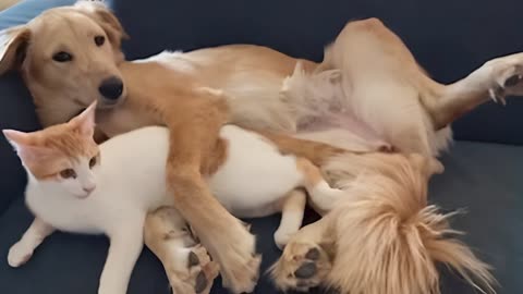 Cats + Dogs = Best Friends Compilation