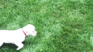 Puppy adorably chases water from the hose
