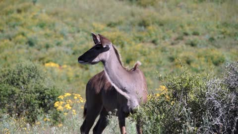 Female kudu cleaning her skin before looking up for danger in Addo Elephant National