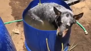 Cow Dog Taking A Bath - Ranch Style