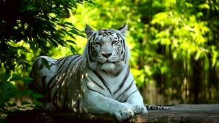 The white tiger - Wildlife