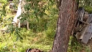 Hunting dog barks and climbs a tree for a squirrel