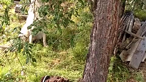 Hunting dog barks and climbs a tree for a squirrel