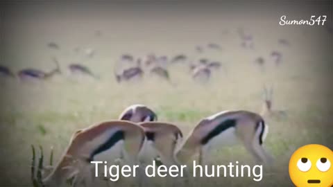 tiger deer hunting.