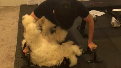 Dog works out with fluffy dog