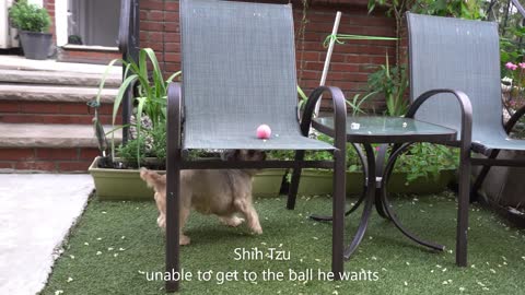Failed attempts of Shih Tzu to get his favourite Ball.