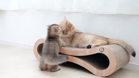 Amazing mother cat playing with her kitten while saving energy