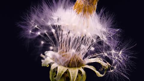 Growing Dandelion Flower Timelapse