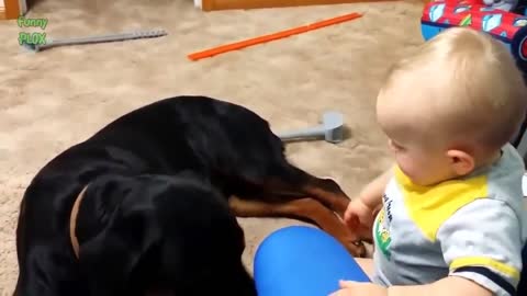 Pet dog make funny with cute baby bideo