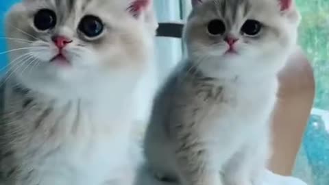 Cute Cat - Cute Pets
