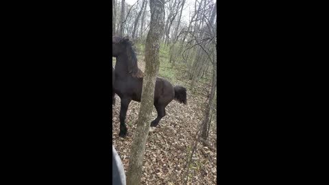 Go along on a trail ride with 1 rider and 4 horses