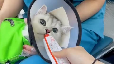 cute cats get injection